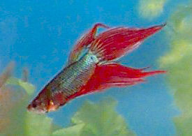 Spade Tail Betta, Blue and Red