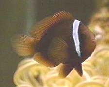 Cinnamon Clownfish, Amphiprion melanopus