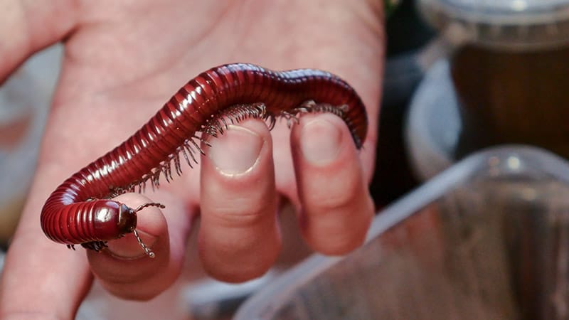 millipede on a person's hand