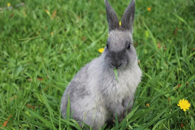 mini-rex-rabbit standing in the grass