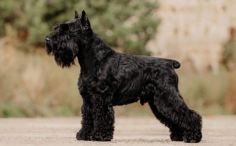 miniature schnauzer black dog standing outdoors