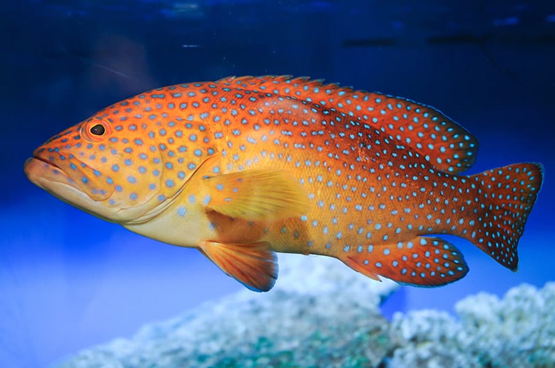 miniatus grouper fish