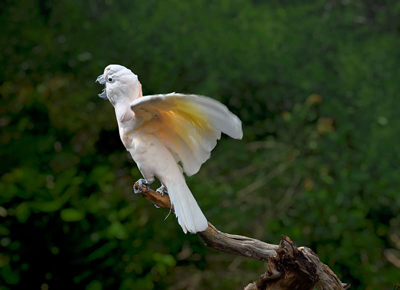 moluccan cockatoo bird perched on a branch