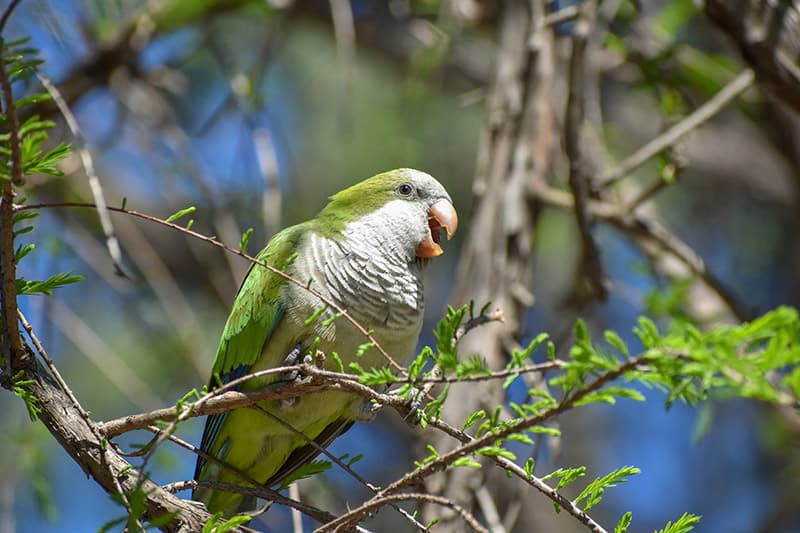 monk parakeet perched on the tree