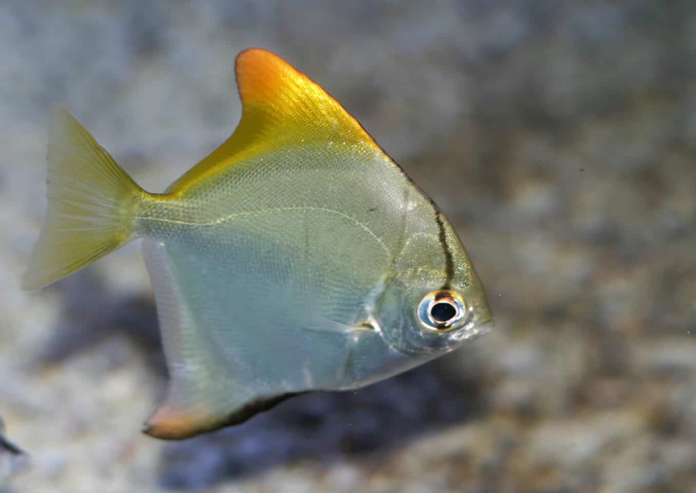 Mono Argentus fish