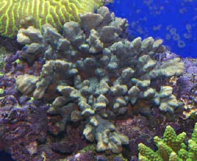 Picture of a Velvet Stone Coral, Montipora spongodes