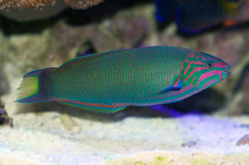moon wrasse up close