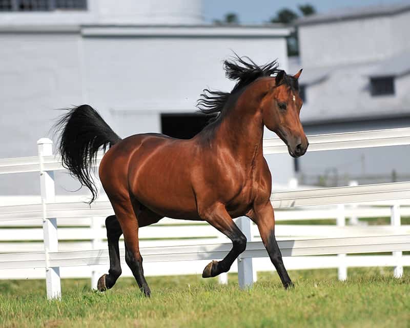 Morgan Horse stallion 