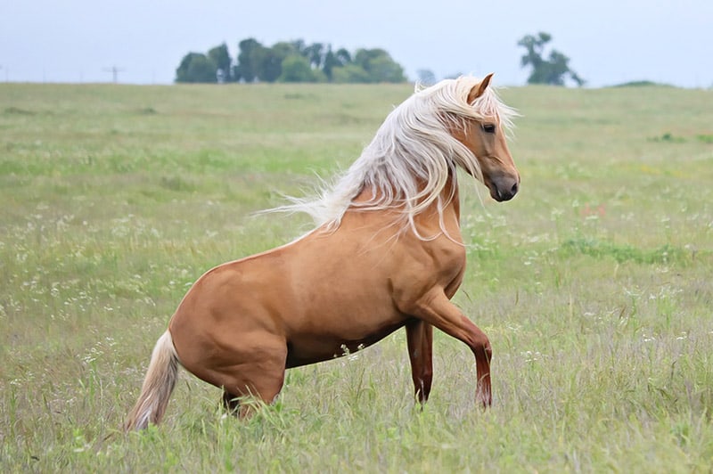Morgan Stallion palomino Horse