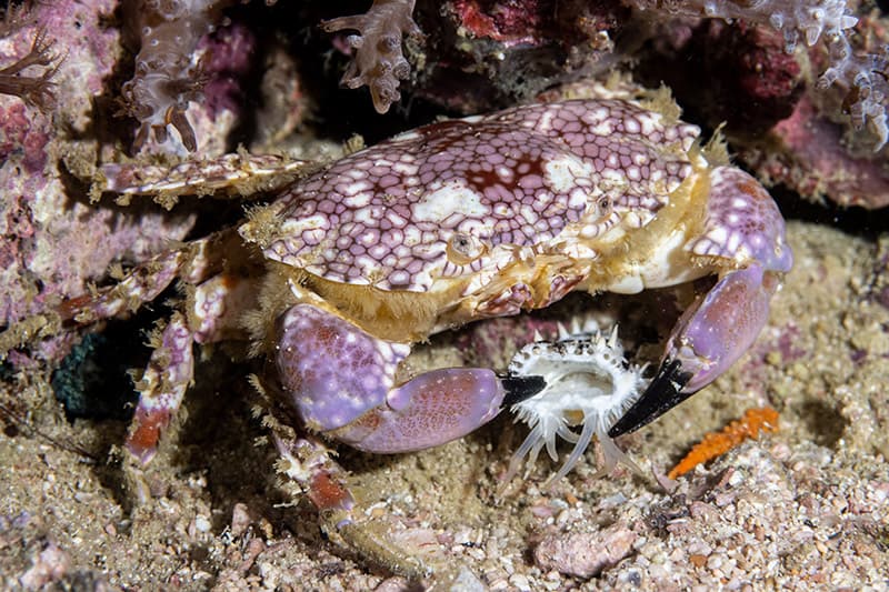 Mosaic Reef Crab eating starfish