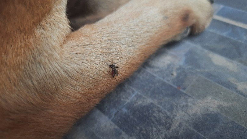 mosquito-bites-dog