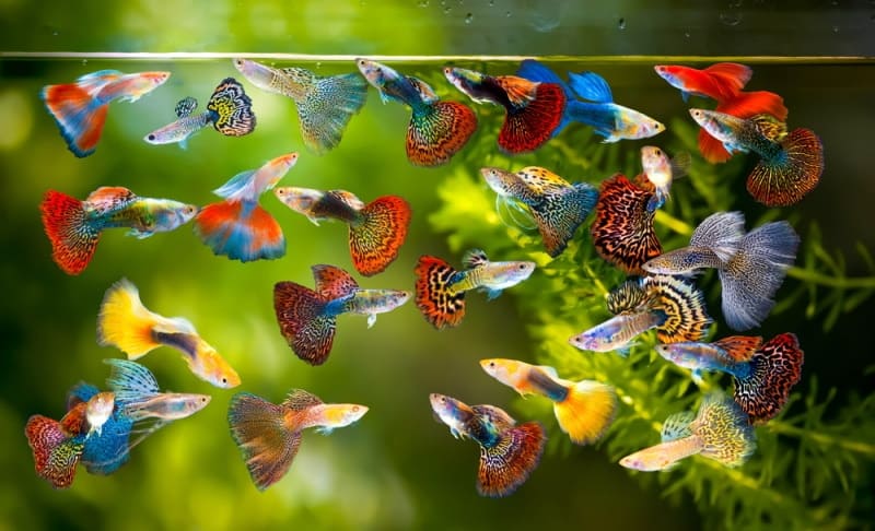 multi-color-guppies-in-aquarium_panpilai-paipa-Shutterstock