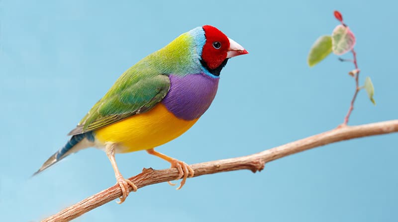 multicoloured gouldian finch bird