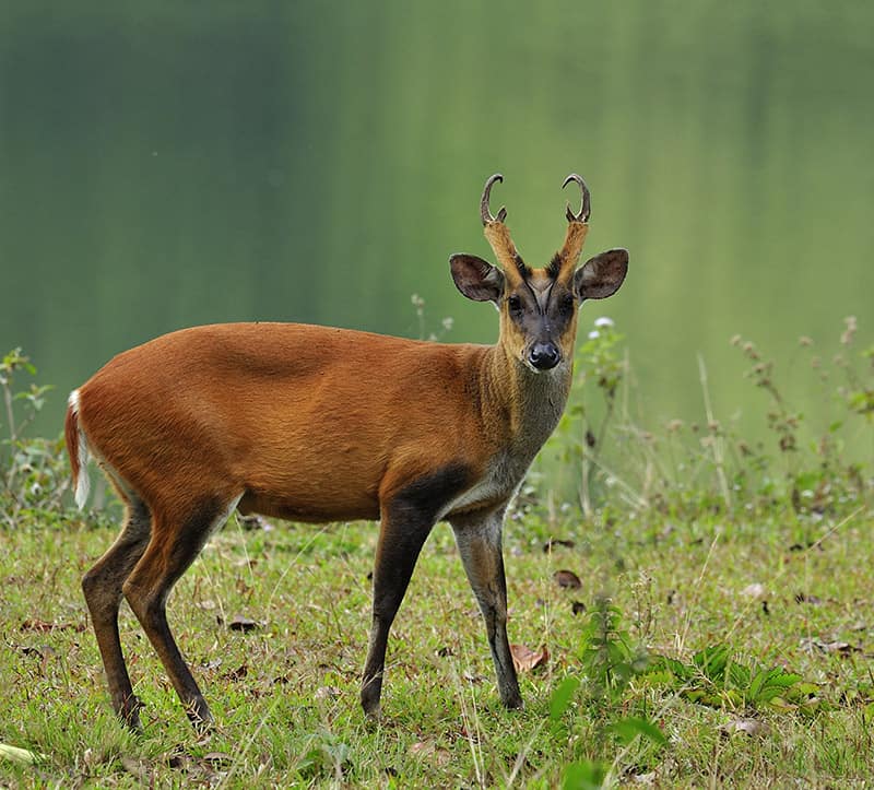 muntjac deer in Kao Yai National Park