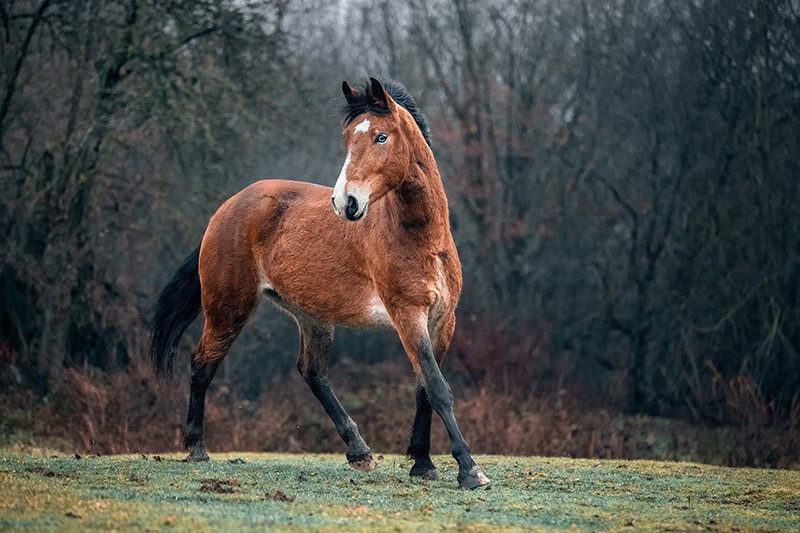 mustang horse in the wild