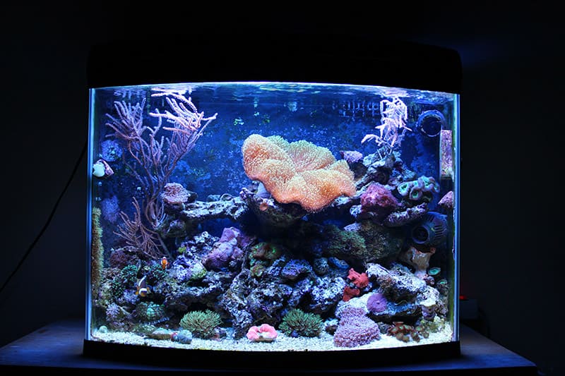 Nano coral tank