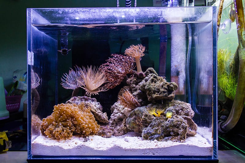 Nano Reef tank