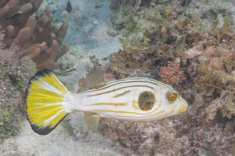 Narrow-lined pufferfish or Striped puffer