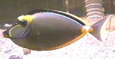 Picture of a Naso Tang, Lipstick Tang, or Orangespine Unicornfish - Naso lituratus