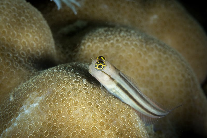 Neon Goby on coral
