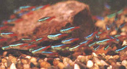 Picture of Neon Tetras