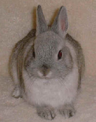 "Bonnie" is a female Netherland Dwarf Rabbit