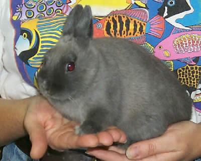 Picture of a Netherland Dwarf Rabbit