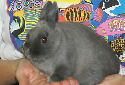 Click for more info on Netherland Dwarf Rabbits