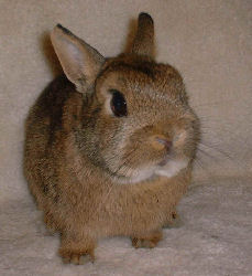 "Thumper" is a male Netherland Dwarf Rabbit