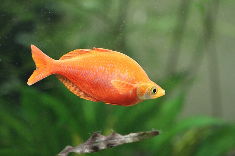 New Guinea Red Rainbowfish