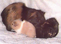 American Guinea Pig, Picture of a Guinea Pig family