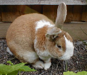 "Bob" is a New Zealand Rabbit