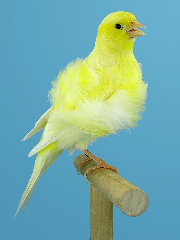 Northern Dutch frilled canary bird