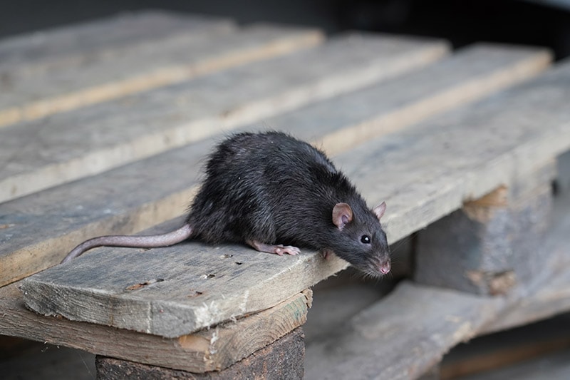 norway rat sitting on a wooden pallet