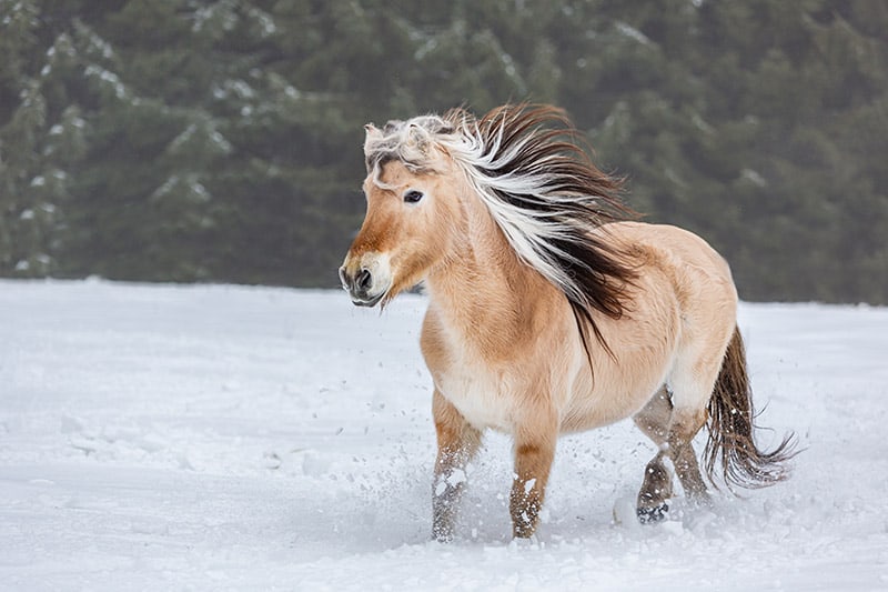 norwegian fjord horse in the snow