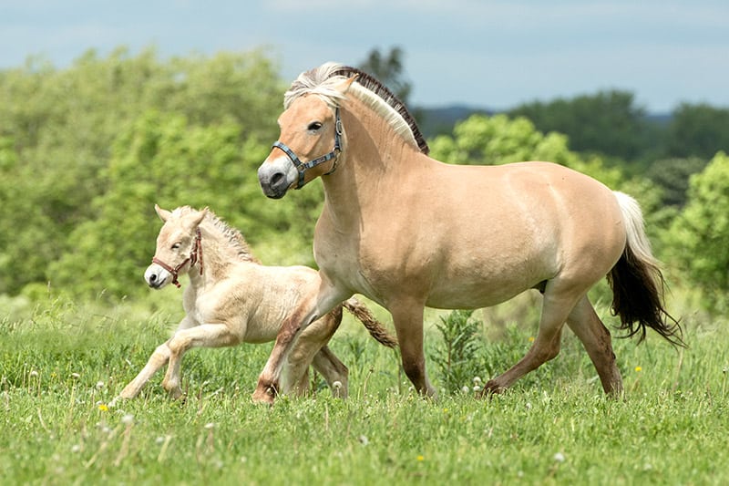 norwegian Fjord Horse Mare with Foal 