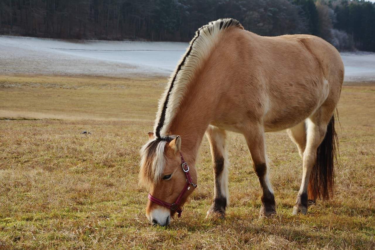 norwegian fjord horse