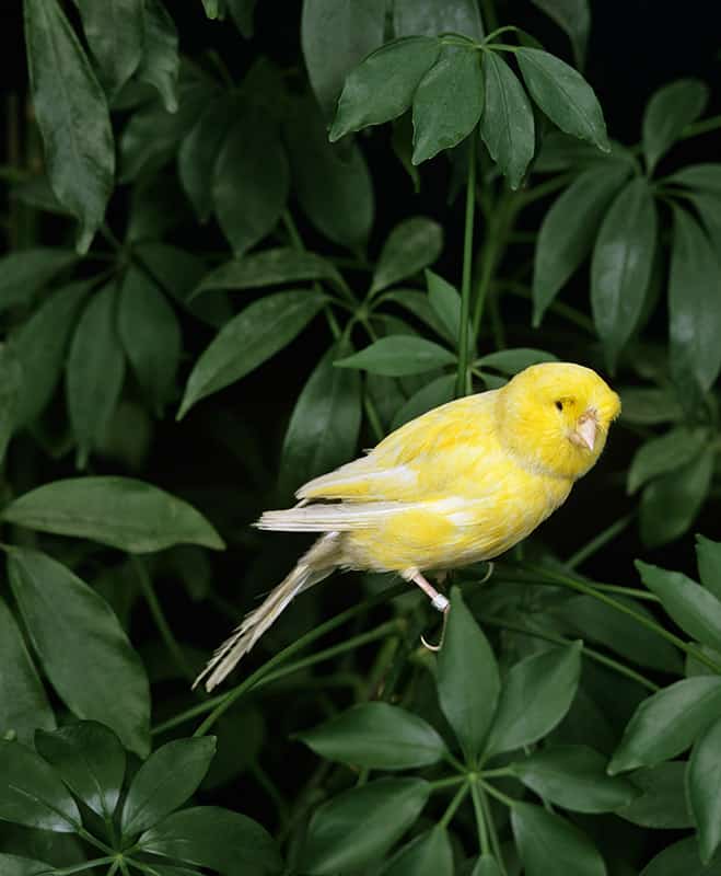 Norwich Canary bird