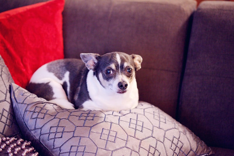obese chihuhua terrier mix on the couch