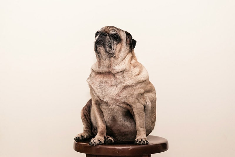 obese pug sitting