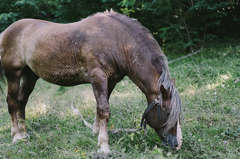 old horse grazing