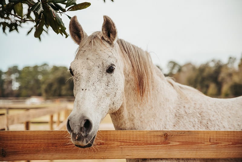 old retired horse looking over fence