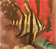Oldwife - Very cool marine aquarium fish