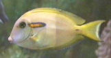 Picture of an Orangespot Surgeonfish or Orange Shoulder Tang - Acanthurus olivaceus