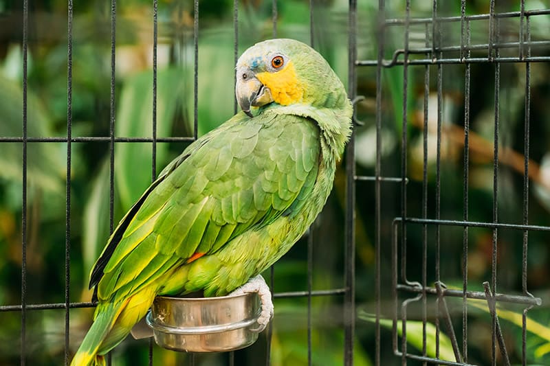 Orange-winged Amazon parrot in a cage