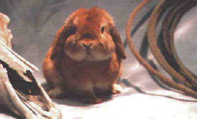 Orange Holland Lop Rabbit