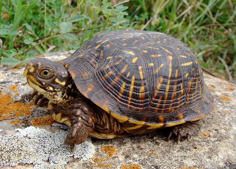 Ornate Box Turtle on the rock
