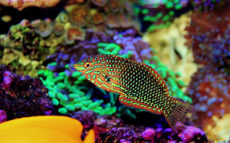 Ornate Leopard wrasse fish in aquarium