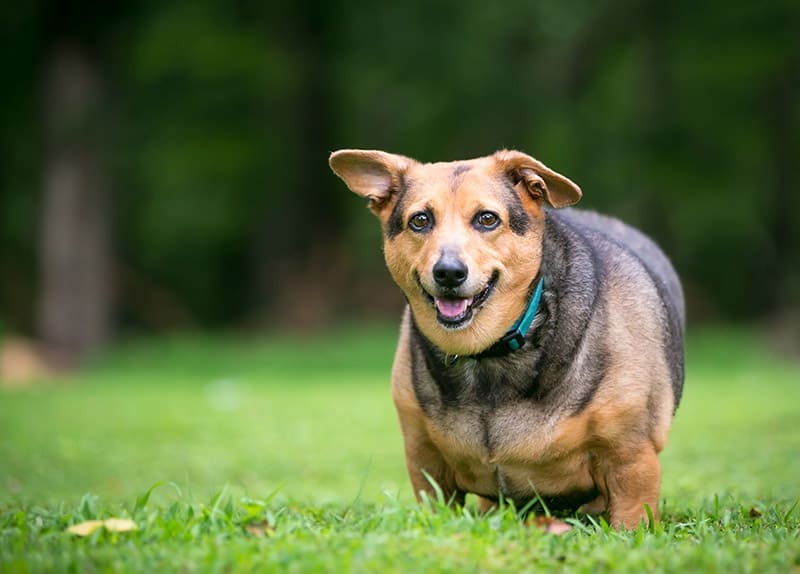 overweight welsh corgi mix dog