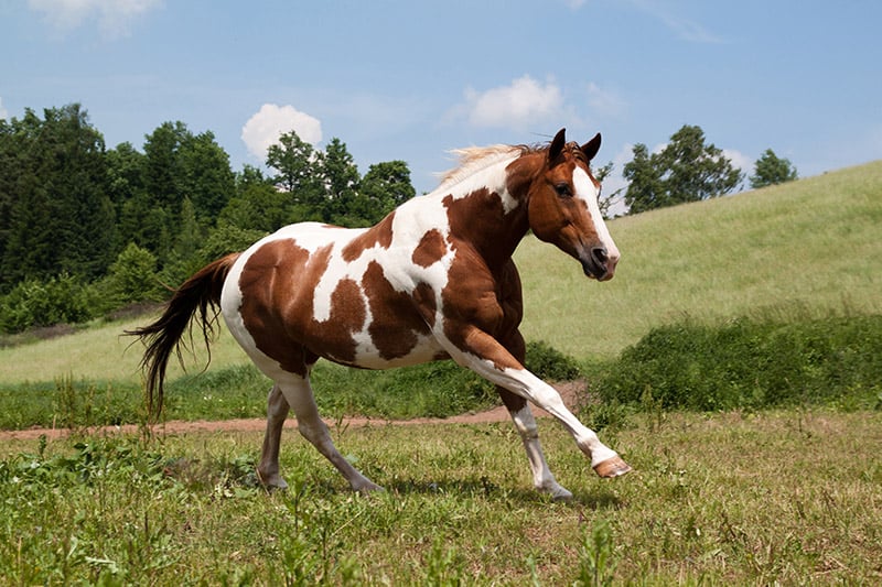 Paint horse running on meadow